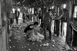 Steam Plains Shearing 022573  © Claire Parks Photography 